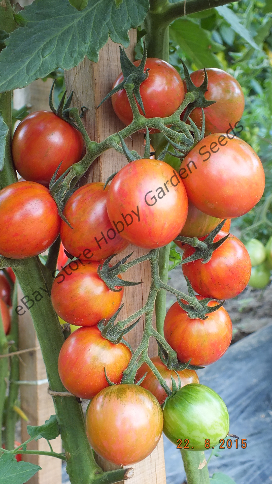 Sweet As Honey: Pink Bumble Bee Tomatoes